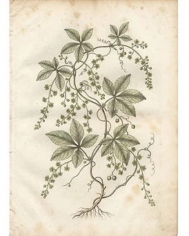 Jiaogulan