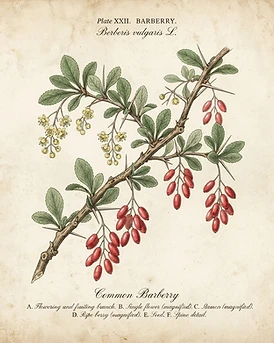 Barberry