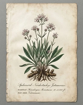 Spikenard