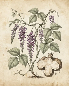 Kudzu