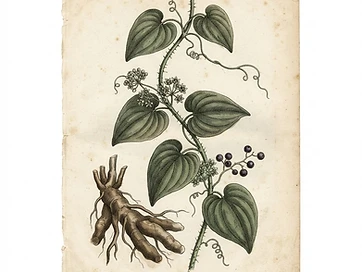 Sarsaparilla