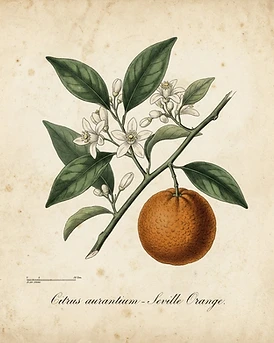 Seville Orange