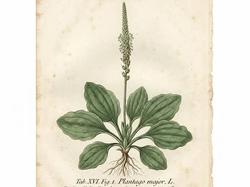 Plantain