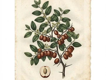 Jujube