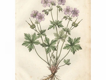Cranesbill