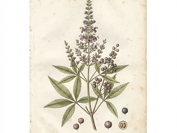 Chasteberry (Vitex)