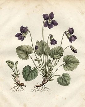 Sweet Violet