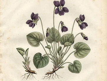 Sweet Violet