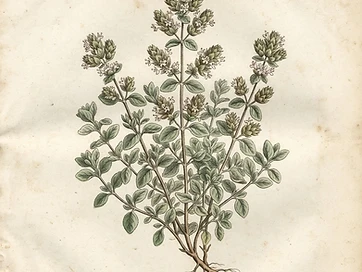 Marjoram
