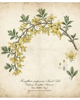 Forsythia