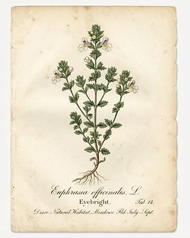 Eyebright