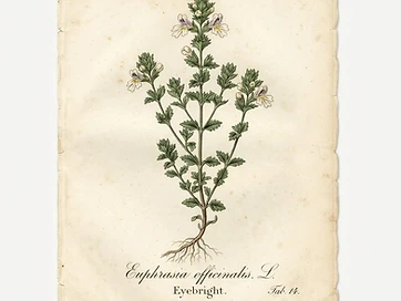 Eyebright