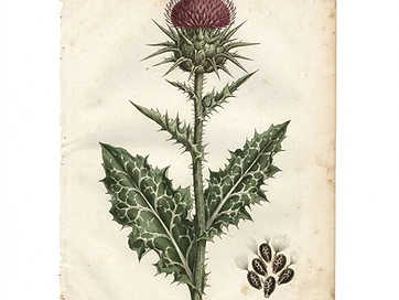 Milk Thistle
