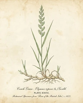 Couch Grass