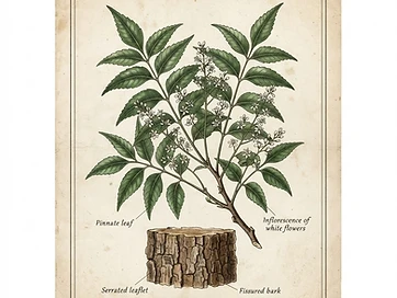 Neem