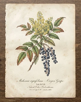 Oregon Grape