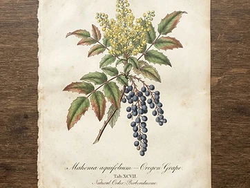 Oregon Grape