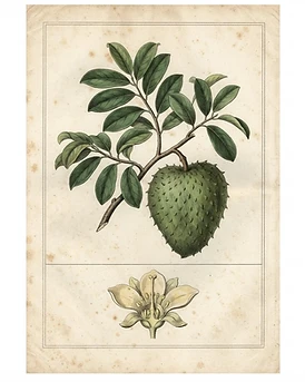 Graviola (Soursop)
