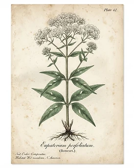 Boneset