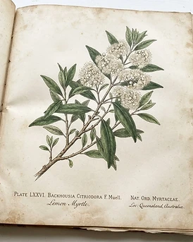 Lemon Myrtle