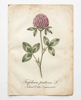 Red Clover
