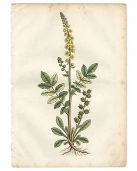 Agrimony