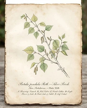 Birch Leaf