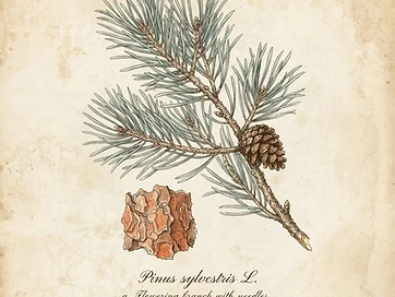 Pine Needle