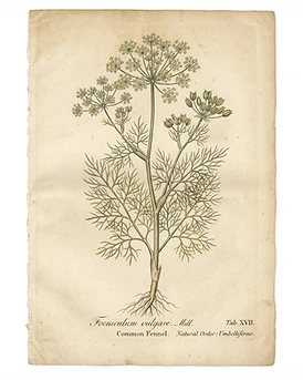 Fennel