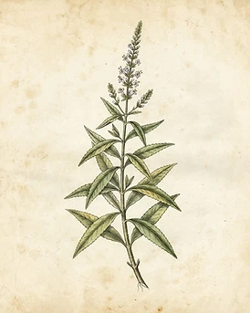 Lemon Verbena