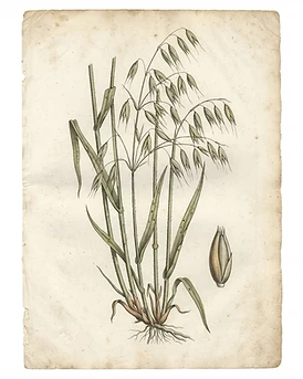 Oatstraw