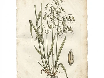 Oatstraw