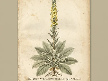 Mullein