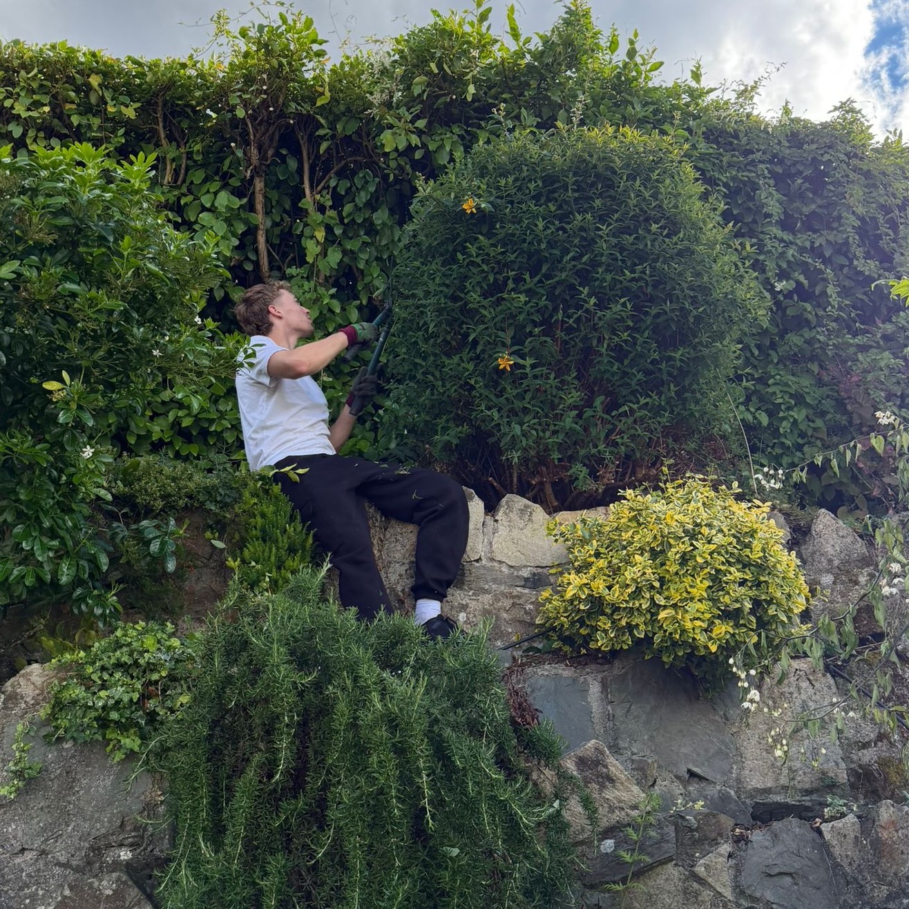 A gardener pruning a shrub while sitting on a stone wall in a South Dublin garden
