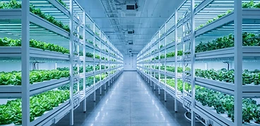 Hydroponic facility interior