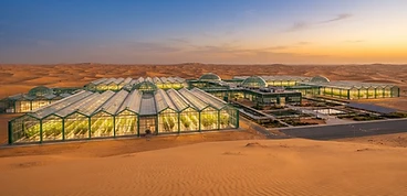 Greenhouse complex at golden hour