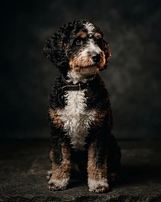 Bernedoodle parent — the foundation of the upcoming litter