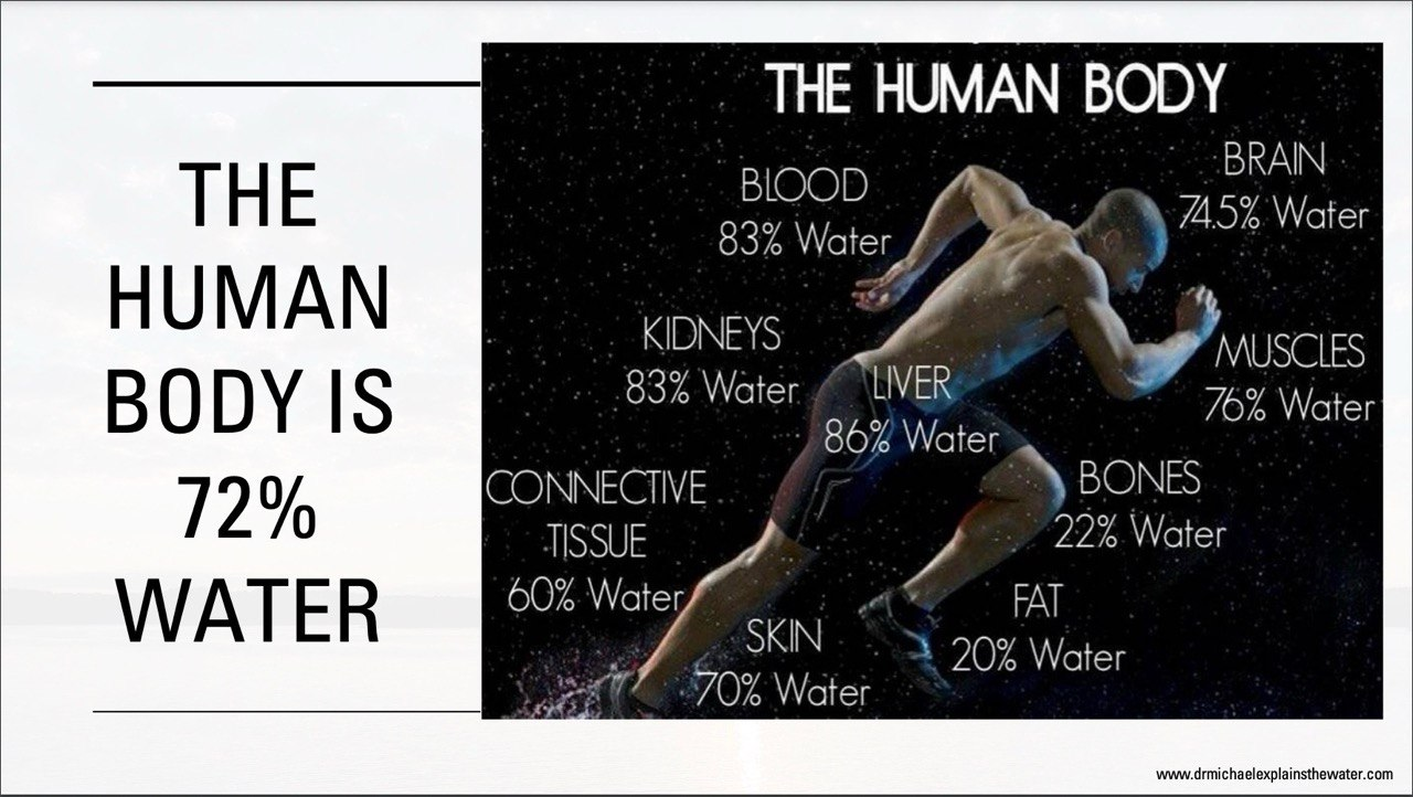 The Human Body