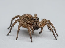 Wolf Spiders
