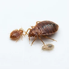 Bed Bugs pest control Newcastle