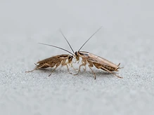 German Cockroaches