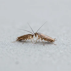 German Cockroaches pest control Newcastle