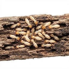Termites pest control Newcastle