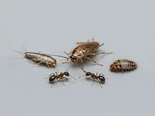 Other common household crawling insects