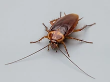 Large Cockroaches