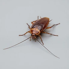 Cockroaches pest control Newcastle