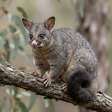 Possums pest control Newcastle