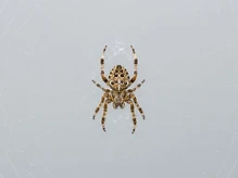 Webbing Spiders