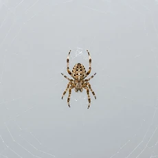 Spiders pest control Newcastle