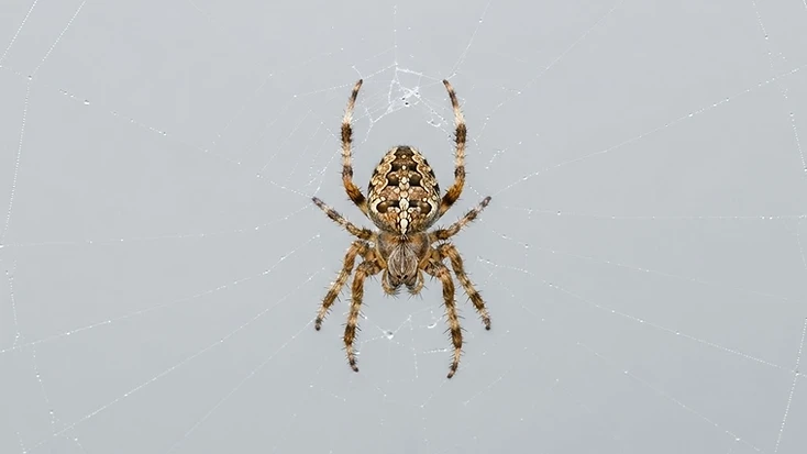 Spider Identification: Which Ones Are Dangerous in NSW?